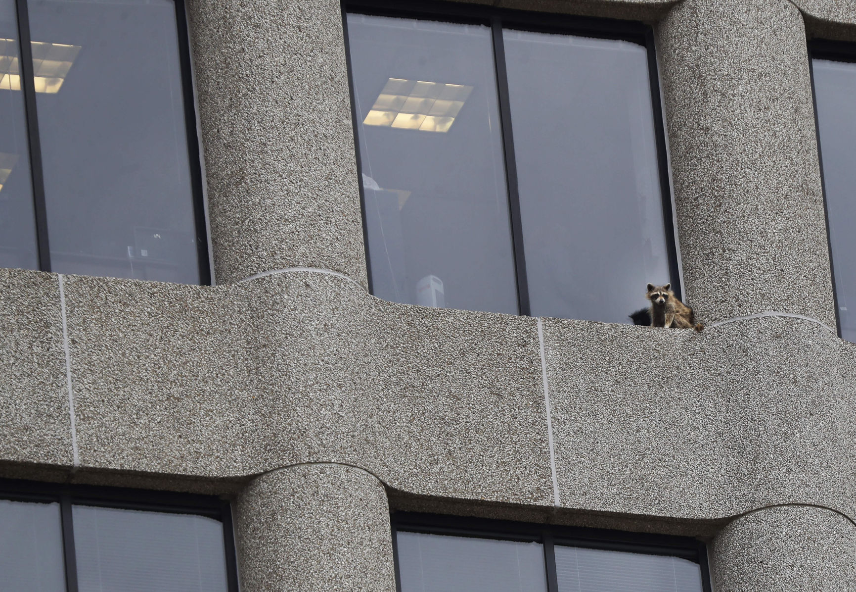 The daredevil raccoon